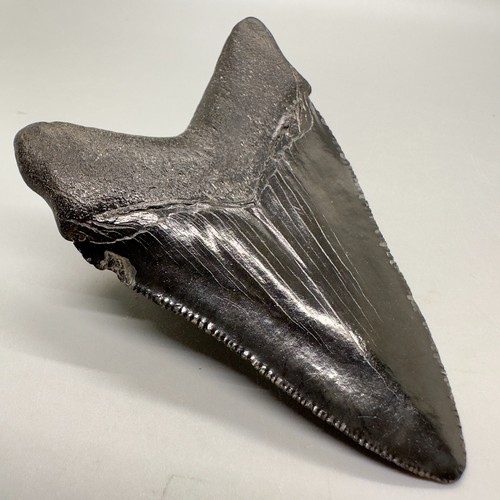 Dente fossile CHUBUTENSIS colori scuri forma fredda 3,55" - Miocene, SC - Foto 5 di 6