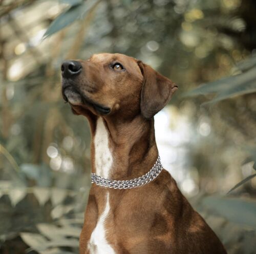 "Estrangulador doble cadena collar de perro titanio collar de entrenamiento aleación de acero 20"" 2,5 mm" - Imagen 3 de 12