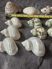 Assorted Mixed Seashells Lot for Crafts & Decor (As Pictured) — photo 6