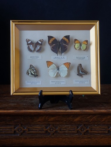 Vintage Framed Butterfly Specimens Taxidermy Display Case Entomology