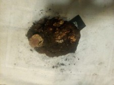 Manzanita Root Burl Wood  96