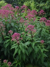 EUPATORIUM MACULATUM ATROPROPUREUM  RHS AGM AJOE PYE WEED BUTTERFLIES/BEES