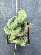 Cereus coral green rare exotic cactus 6” Full Pot