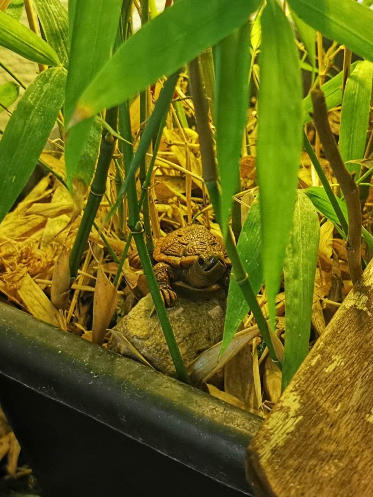 2x Schildkröte mini Garten Deko Tierfigur für Teich Blumentopf Tisch eBay