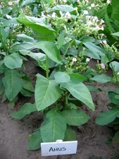 1000 Ahus Pipe Tobacco Seeds ~ Swedish Nicotiana Tabacum ~ FAST Growth!!