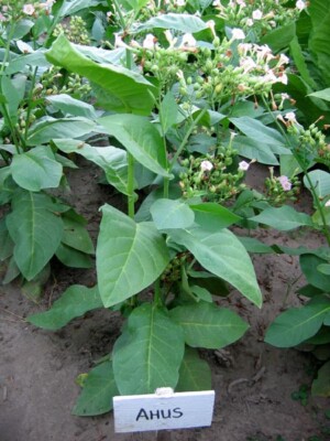 1000 Ahus Pipe Tobacco Seeds ~ Swedish Nicotiana Tabacum ~ FAST Growth!!