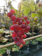 Weinrebe Vanessa kernlos pilzresistent Tafeltraube