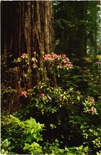 California Del Norte Coast Redwoods State Park Rhododendrons Vintage Postcard