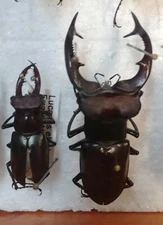 Lucanus elaphus stag beetle