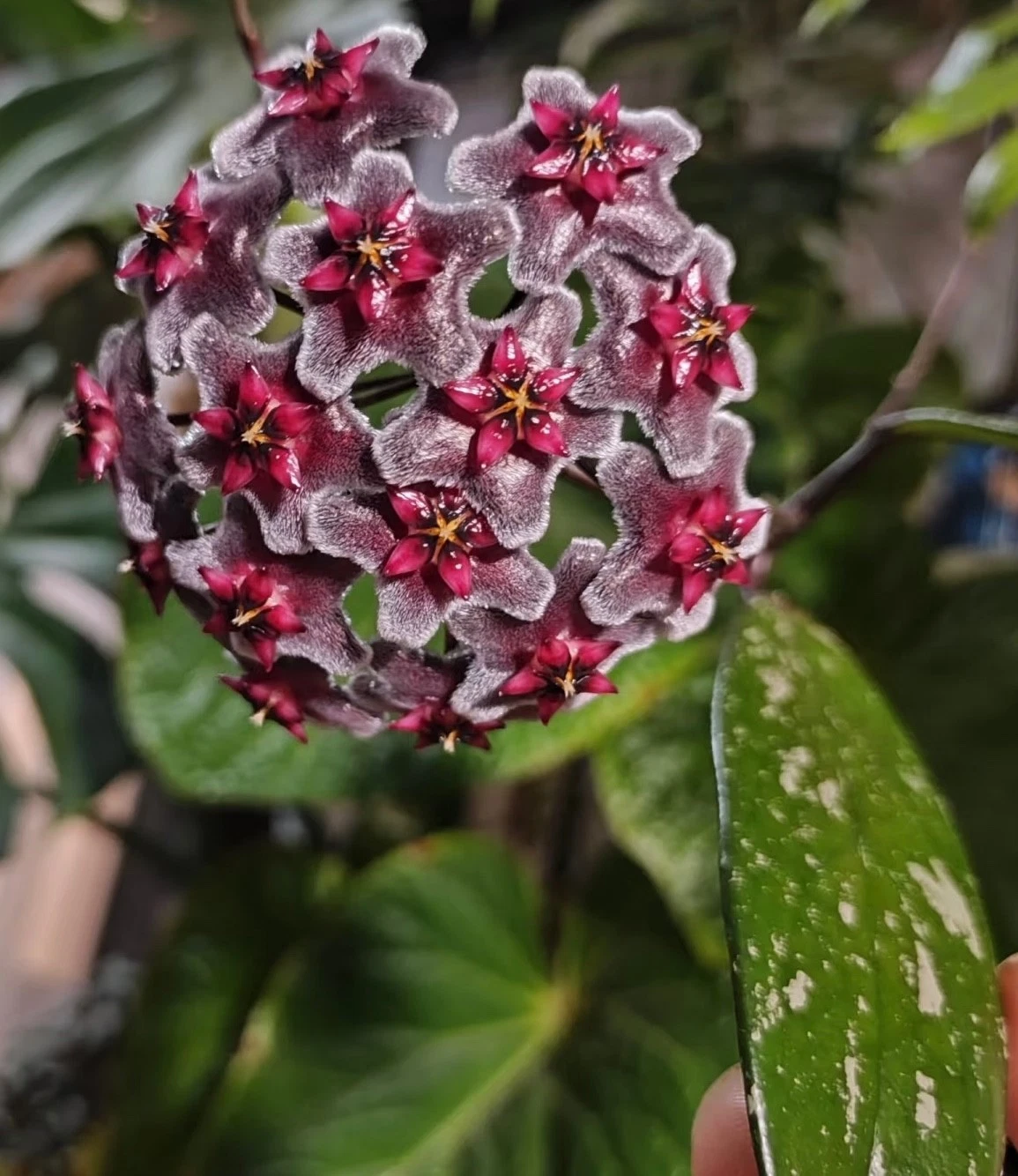 AU STOCK HOYA " ROYAL HAWAIIAN SPLASH" -PLANTS ROOTED SUCCULENT 18-4
Opens in a new window or tab