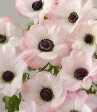 Mistral Plus Edge Rosa Italian Anemone (2 Pack Corms)