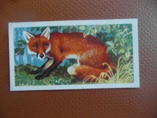  Brooke Bond "British Wildlife" 1958 original tea-card,  No.9 The Fox. cv£1 2016