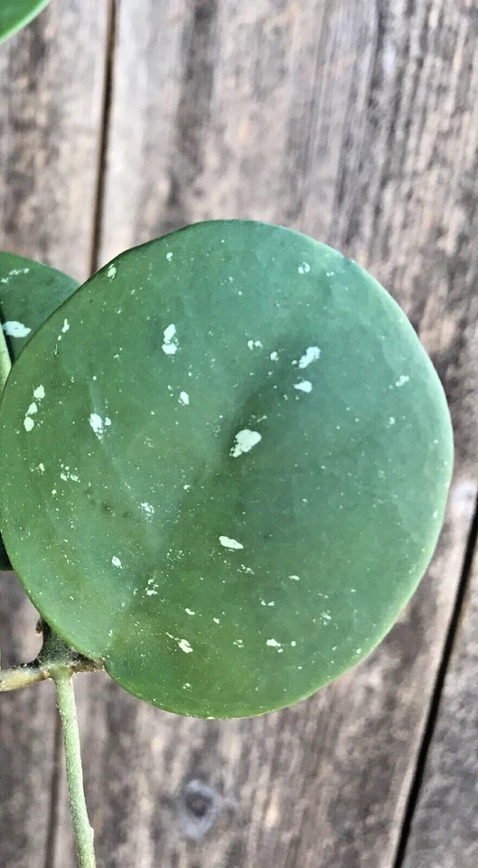 Hoya Obovata cutting 2-3 inch long, 1 cuttings per order- Obovata Splash Cutting - Image 2 of 4