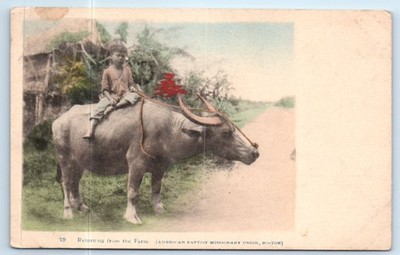 Boy on Water Buffalo - American Baptist Missionary PHILIPPINES ? Postcard
