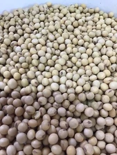10 LBS Soybean Seed For Food Plot, Deer, Turkey, Rabbit, Wildlife, Livestock