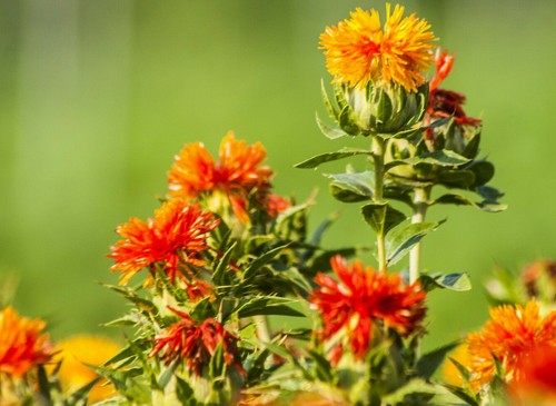 1000 Samen Färberdistel Saflor Rot Falscher Safran Carthamus tinctorius