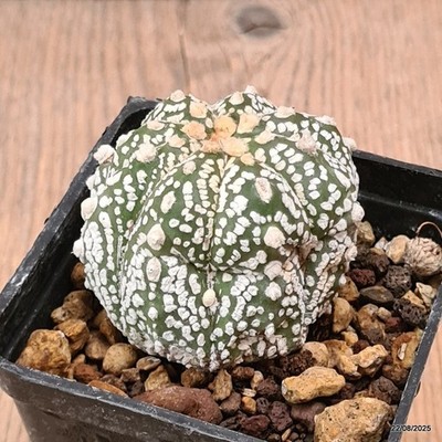 D6140 ASTROPHYTUM SUPERKABUTO pot7-H5-W5 cm  MaMa Cactus