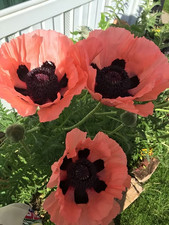 Sale2506 Orientalischer Mohn Victoria Louis Türkischer Mohn 30 Samen