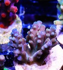 Bleeding Avengers Acropora Frag Zoanthids Zoa Paly SPS LPS Corals, WYSIWYG — photo 4