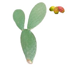 Alberello pale fico d'india per frutti - Opuntia ficus indica 1pz