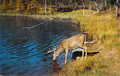 Elk Deer Drinking Water Drunk Water, Underground Forest Frederic 1953 Postcard