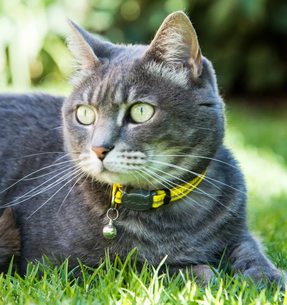 Alleycat gps cat tracker top