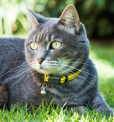 Rogz Alley Cat Breakaway Collar