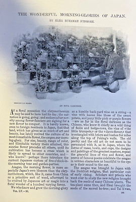 1898 Flowers Morning-Glories of Japan illustrated