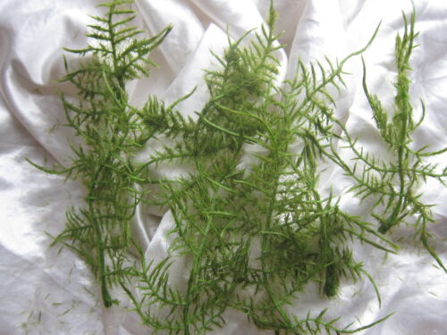 Foliage Wedding Flower Silk Green For Bridal Bouquet Buttonholes Asparagus Fern  - Afbeelding 1 van 2