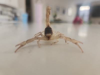 #ad LIVE One Sub Adult Giant Desert Hairy Scorpion 2 Inches $29.99