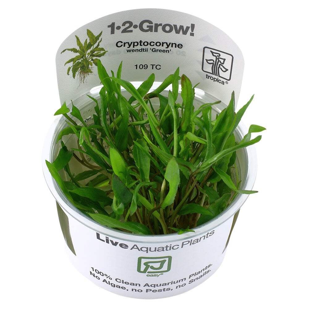 Tropica Cryptocoryne Wendtii Green 1-2-Grow - Live Aquarium Tissue Culture Plant