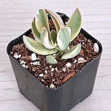 Succulent Plant - Crassula - Money Maker Variegated - Live Plants In 2" Pot