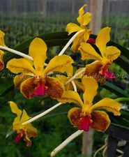 Vanda BLO Redland Ambers  (V. lamellata x M.V. Tannins)         *FRAGRANT
