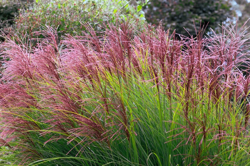 10 RED MAIDEN GRASS Miscanthus Sinensis Plumes Ornamental Flower Seeds *Comb S/H - Image 2 of 4