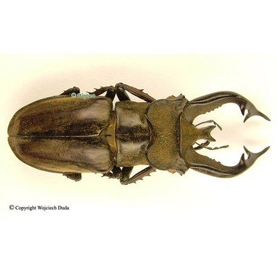 Lucanus tibetanus isakii - M, nice, Myanmar, Large+70mm