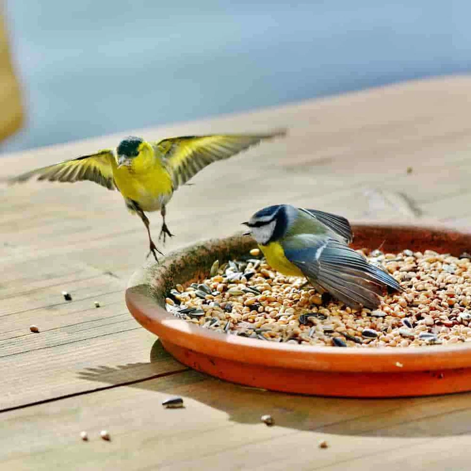 Fettfutter 10 kg, Vogelfutter Wildvögel Mischfutter 4 Jahreszeiten Streufutter - Bild 3 von 4