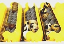 Maticoopx 30 Incubator Quail (Jumbo Size) Egg Tray Insert (set of 2)