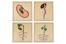 Growing Process Puzzles - MONTESSORI BIOLOGY / BOTANY MATERIALS