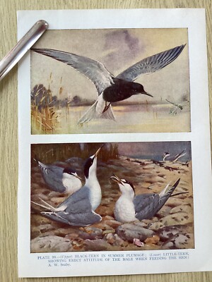 Vogel Farbdruck, SCHWARZE SEESCHWALBE IM SOMMERGEFIEDER & KLEINE MÄNNLICHE SEESCHWALBE FÜTTERUNGSHÜHNER
