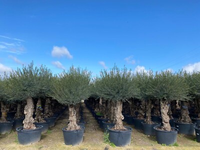 Olivenbaum - OLIVENBAUM BONSAI STAMMUMFANG 80 - 100CM - 250 cm inkl topf |  eBay.de
