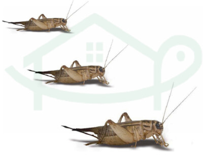 Live Crickets Pet Reptile Feeders - Bearded Dragon Lizard Living Bugs Food Diet