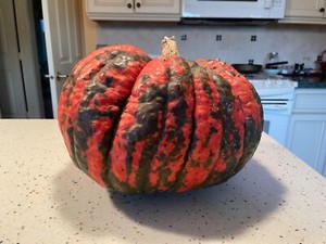 PUMPKIN SEEDS FOR PLANTING FROM COLORFUL PUMPKIN    Pack of 10      2024