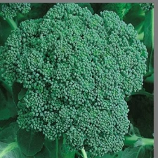 Broccoli, 250+ Seeds. Heirloom, non-GMO, organic, green, sprouting seeds.
