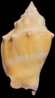 Group of 4 Genuine Florida Fighting Conch Shells    2.75" - 3" — photo 4