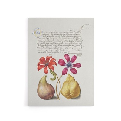 Poppy Anemone Fig and Quince Calligraphy Canvas Wall Art Print