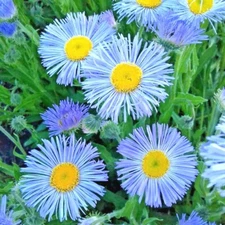 500+BLUE FLEABANE Aspen Daisy Seeds Native Wildflower Drought Cold Container