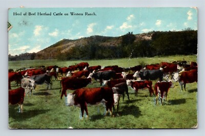 Herd Of Beef Hertford Cattle On Western Ranch Divided Back Postcard Posted 1912