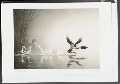 Gorgeous INTO THE MIST - West Coast Loons by Don Li-Leger - New 6'' x 9'' Art Card