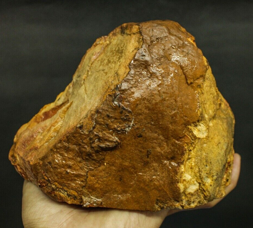 1801GR BEAUTIFULL HORSE PICTURE POLISHED NATURAL PETRIFIED WOOD SLAB SPECIMEN - Picture 9 of 10