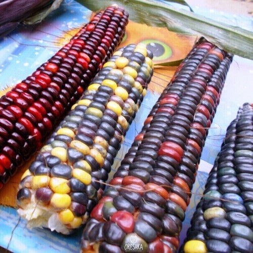 Maíz color azteca 10 piezas semillas frescas, semillas de maíz azteca multicolor - Imagen 5 de 8